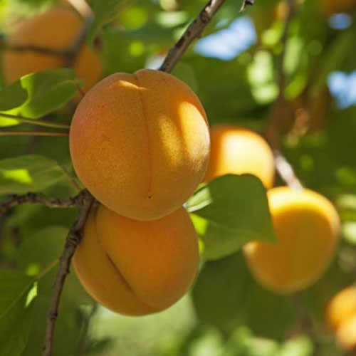 نمای نزدیک از میوه گونه چینی Prunus armeniaca، میوه زرد روشن در تضاد با شاخ و برگ سبز در آفتاب فیلتر شده است.