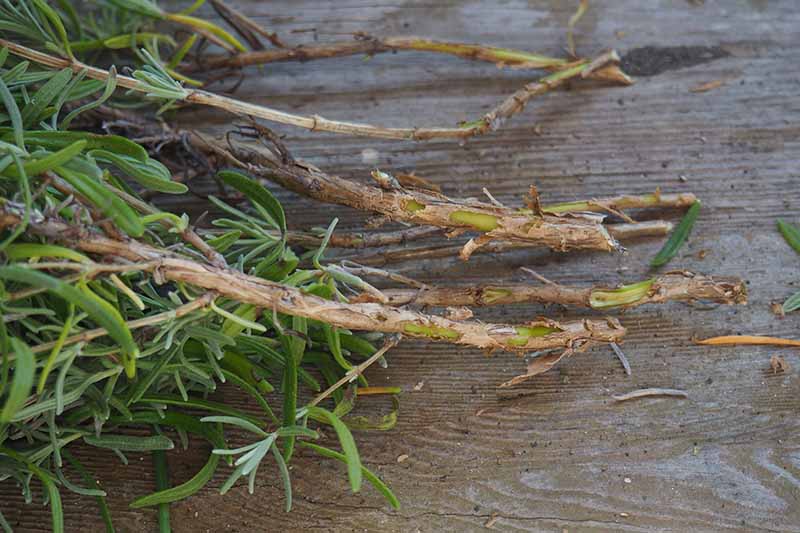 نمای نزدیک از قلمه های گرفته شده از یک گیاه اسطوخودوس، در زمینه چوبی روستایی.