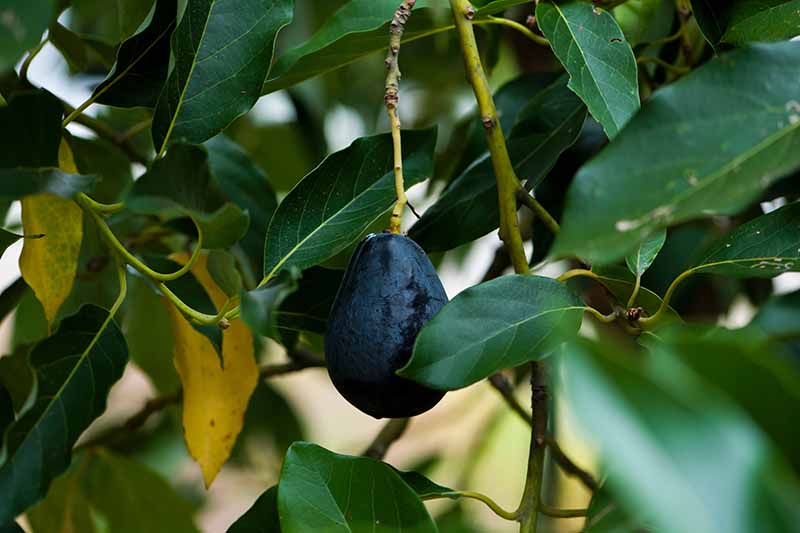 نمای نزدیک از یک میوه آووکادوی تیره و تقریبا سیاه رنگ که از شاخه ای آویزان شده است که با برگ های سبز رنگ در پس زمینه ای با فوکوس ملایم احاطه شده است.