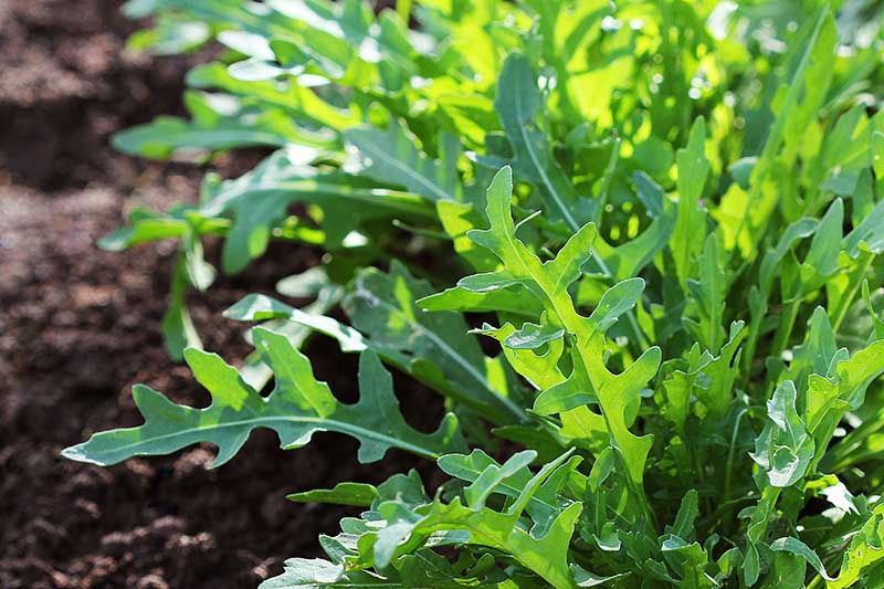 نمای نزدیک از Eruca vesicaria تازه که در ردیف‌هایی در باغ رشد می‌کند و خاک با فوکوس ملایم در سمت چپ قاب در نور آفتاب روشن است.