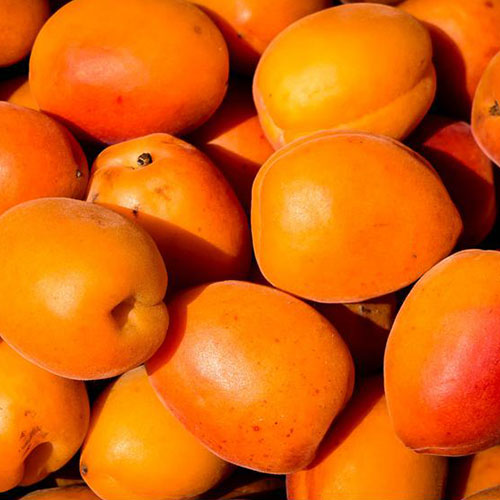 نمای نزدیک از میوه نارنجی روشن درخت Prunus armeniaca، از واریته "Goldcot"، در آفتاب روشن.