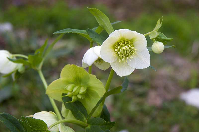 نمای نزدیک از گل‌های هلبور سفید در مراحل مختلف رشد غلاف بذر روی پس‌زمینه فوکوس نرم سبز.