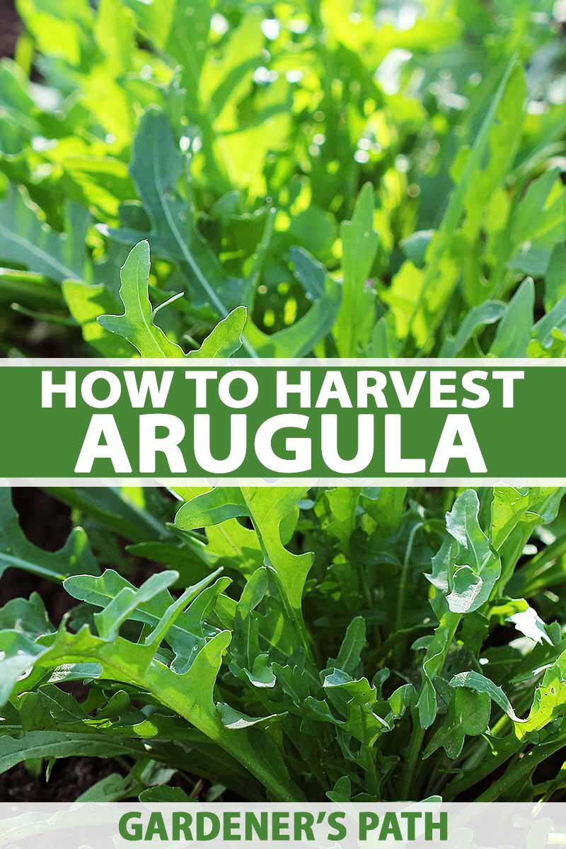 تصویری عمودی از آروگولا که در باغ در حال رشد در آفتاب روشن است که در پس‌زمینه فوکوس ملایم دارد.  در مرکز و پایین کادر، متن سبز و سفید وجود دارد.