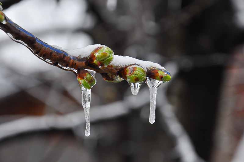نمای نزدیک از نوک شاخه Prunus armeniaca با جوانه‌های سبز ریز پوشیده از یخ و یخ، روی پس‌زمینه‌ای با فوکوس نرم تیره.