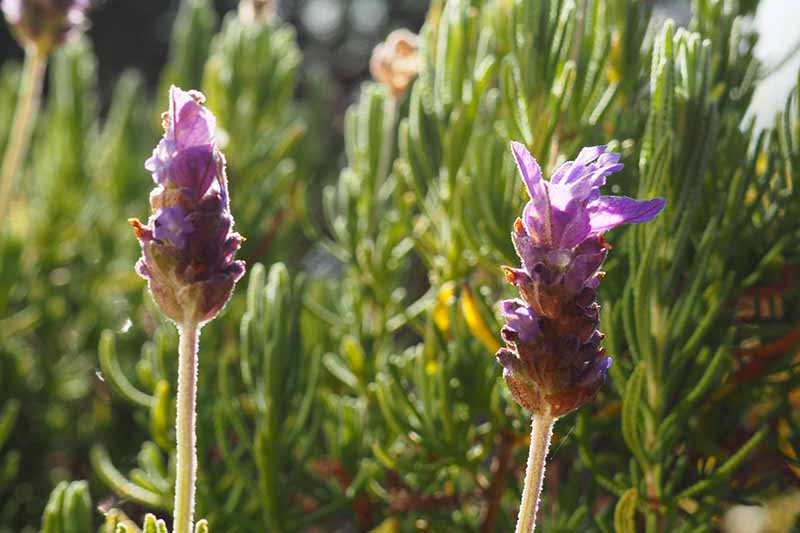 نمای نزدیک از دو گل گیاه L. dentata با شکوفه‌های بنفش روشن در آفتاب روشن در برابر پس‌زمینه سبز با تمرکز ملایم.