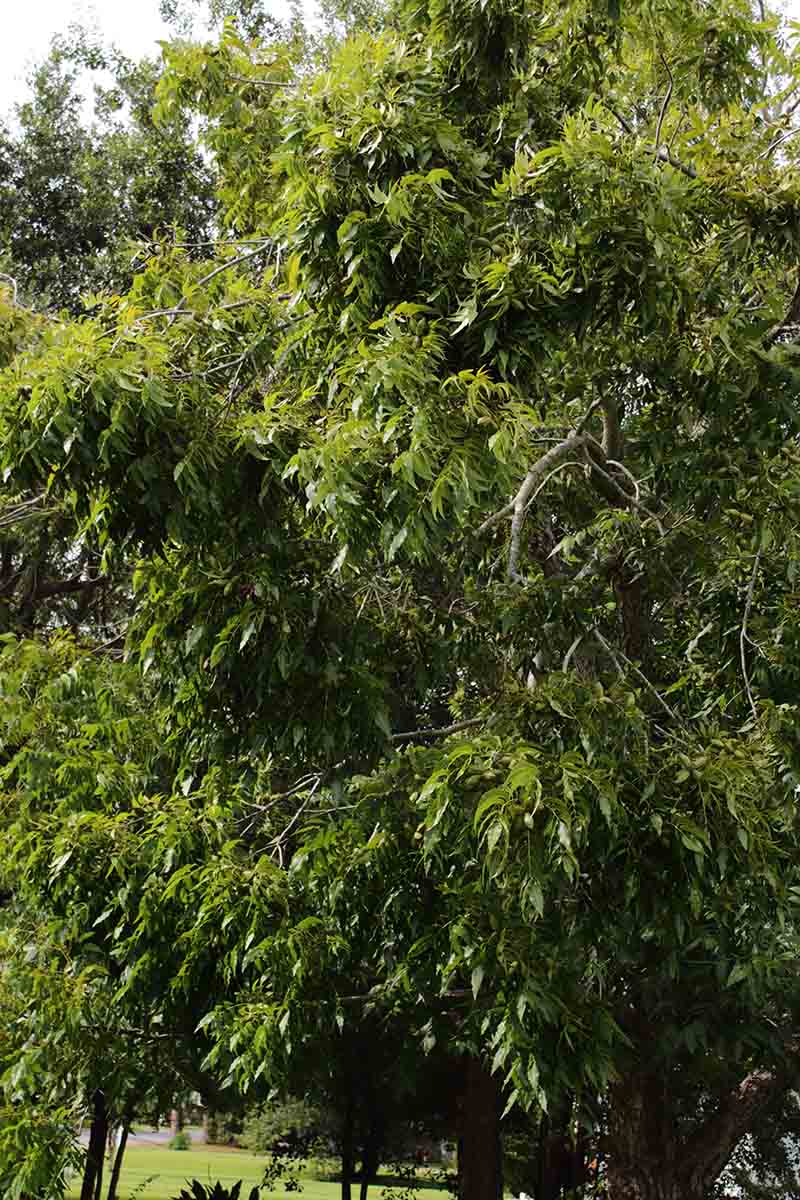 تصویری عمودی از درخت اسپند بالغ در حال رشد در باغ.