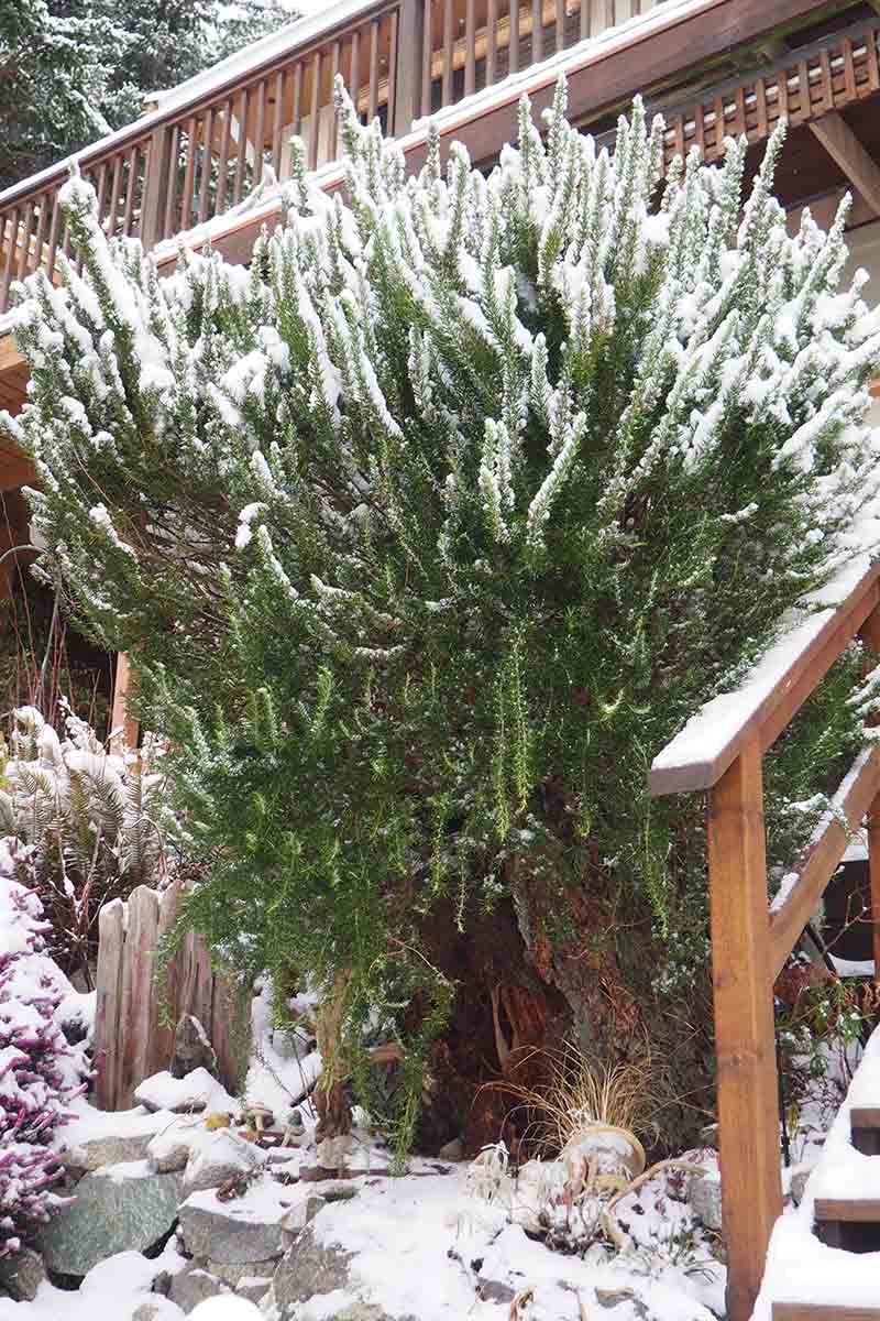 تصویری عمودی از یک بوته بزرگ رزماری که بیرون از یک خانه چوبی پس از بارش برف رشد می کند.  بالای گیاه پوشیده از گرد و غبار ملایم برف است.