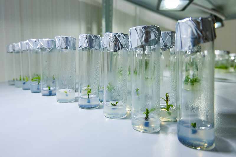 نمای نزدیک از ویال های شیشه ای در آزمایشگاهی که گیاهان هلهبور را از طریق ریزازدیادی تکثیر می کند.