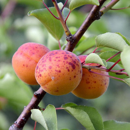 نمای نزدیک از انواع درخت زردآلو «Moorpark»، با سه میوه نارنجی با لکه‌های قرمز تیره روی شاخه که با شاخ و برگ احاطه شده‌اند، روی پس‌زمینه‌ای با فوکوس نرم.