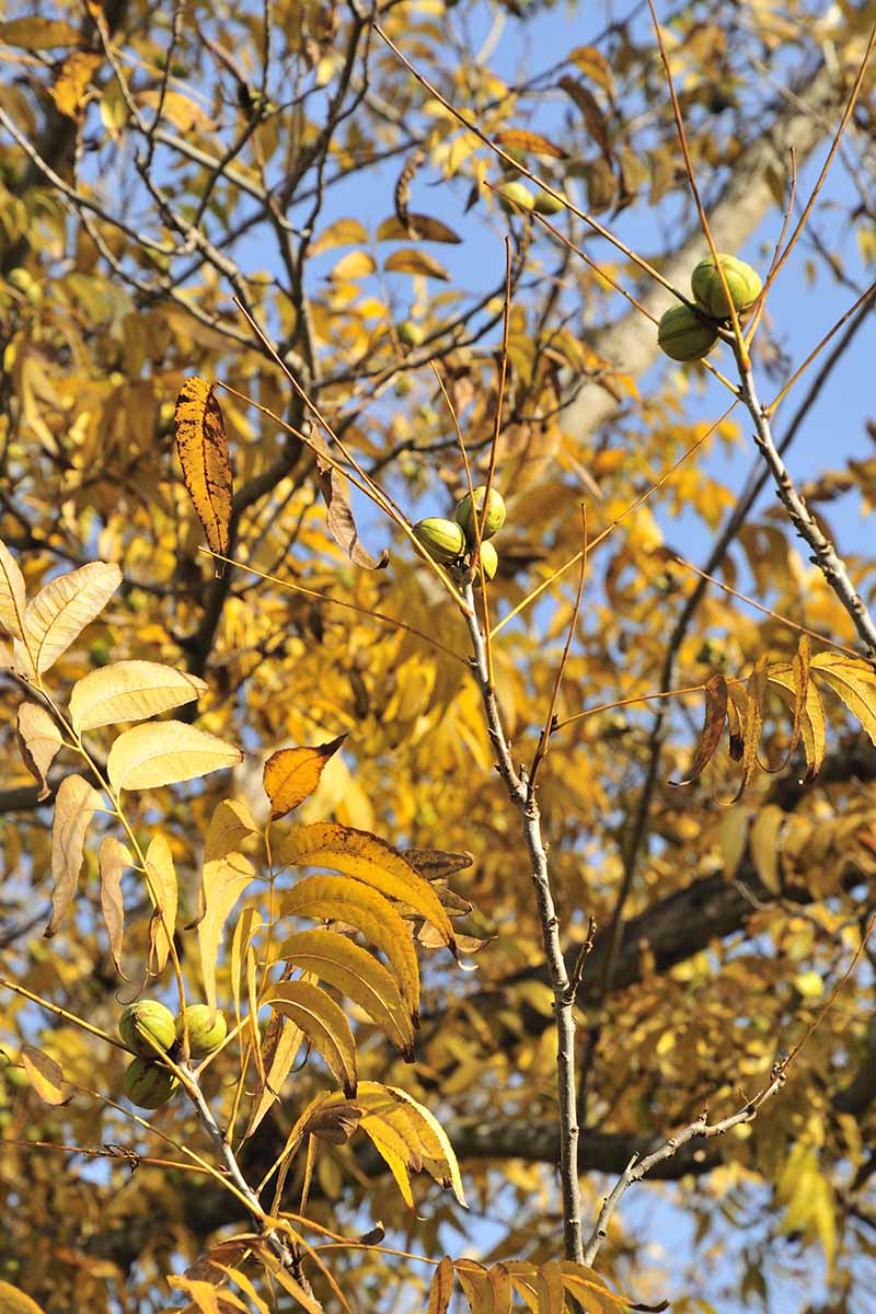 تصویری عمودی از درخت اسپند در پاییز با آجیل در حال رشد و زرد شدن برگ‌ها، در پس‌زمینه آسمان آبی.