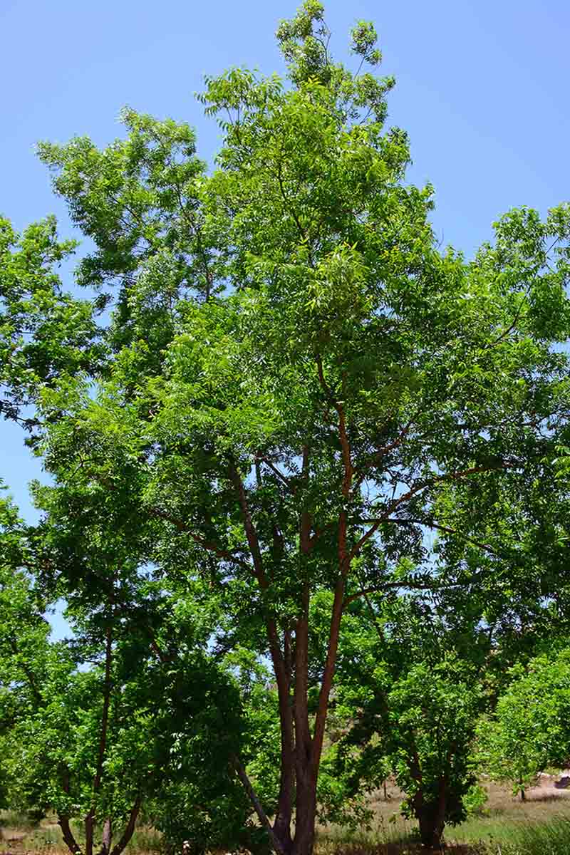تصویری عمودی از یک درخت گردوی بزرگ و بالغ در حال رشد در باغی در آفتاب درخشان با آسمان آبی در پس‌زمینه.