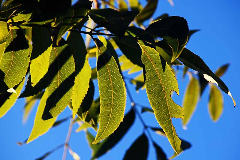 نمای نزدیک از یک شاخه درخت اسپند سالم با برگ‌های سبز، برخی در سایه، در آفتاب درخشان در پس‌زمینه آسمان آبی.