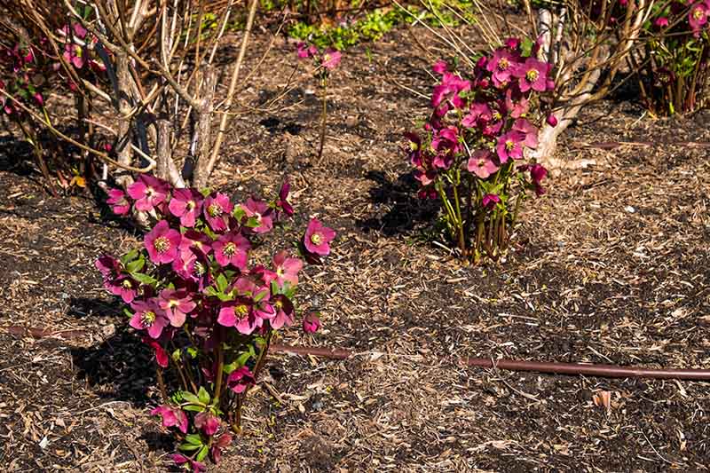 دو گیاه هله‌بور صورتی در یک باغ زمستانی در زیر نور آفتاب با خاک اطرافشان و در پس‌زمینه که با تمرکز ملایم محو می‌شوند، گل می‌دهند.