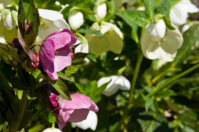 نمای نزدیک از گل‌های هله‌بور صورتی و سفید که در باغ در زیر نور آفتاب روشن روی یک پس‌زمینه فوکوس ملایم رشد می‌کنند.