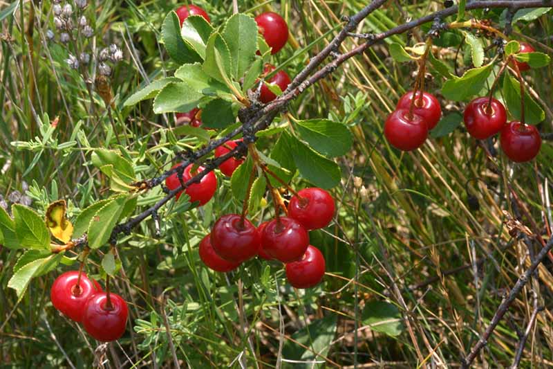 نمای نزدیک از میوه Prunus fruticosa که از شاخه آویزان است، گیلاس قرمز روشن با شاخ و برگ سبز متضاد است.  پس زمینه چمن بلند در فوکوس نرم است.