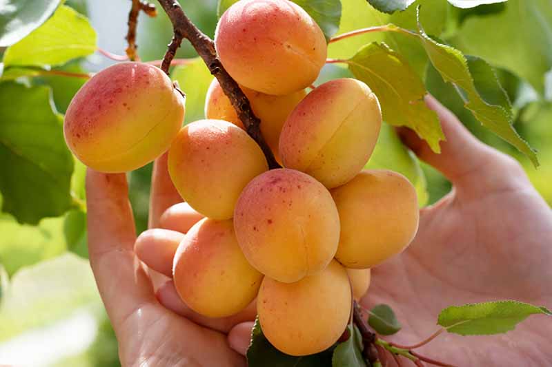 دو دست دسته‌ای از زردآلوهای رسیده را روی شاخه گرفته‌اند که با شاخ و برگ سبز در نور آفتاب احاطه شده‌اند.