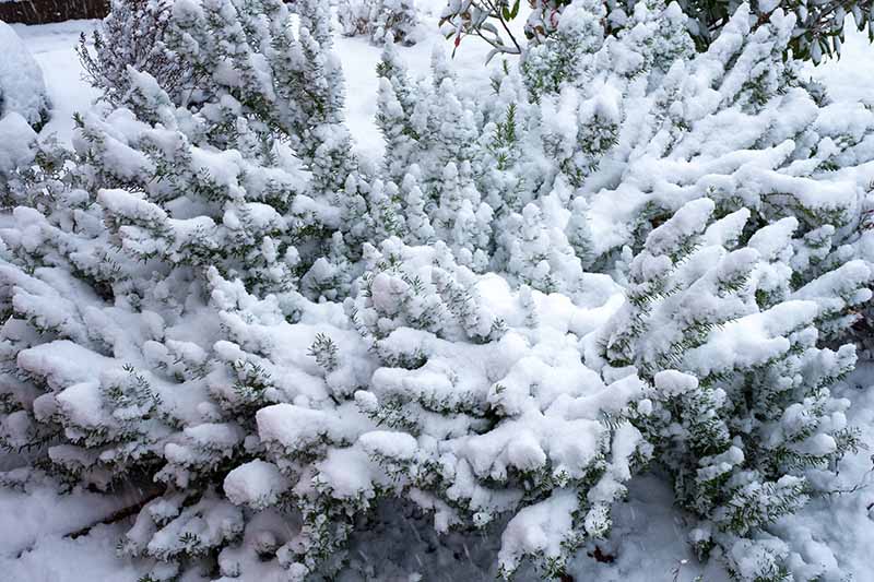 یک بوته بزرگ مریم گلی که در باغ پوشیده از برف رشد می‌کند، فقط انتهای شاخه‌ها و برگ‌ها قابل رویت است و در پس‌زمینه محو می‌شود و تمرکز ملایمی دارد.