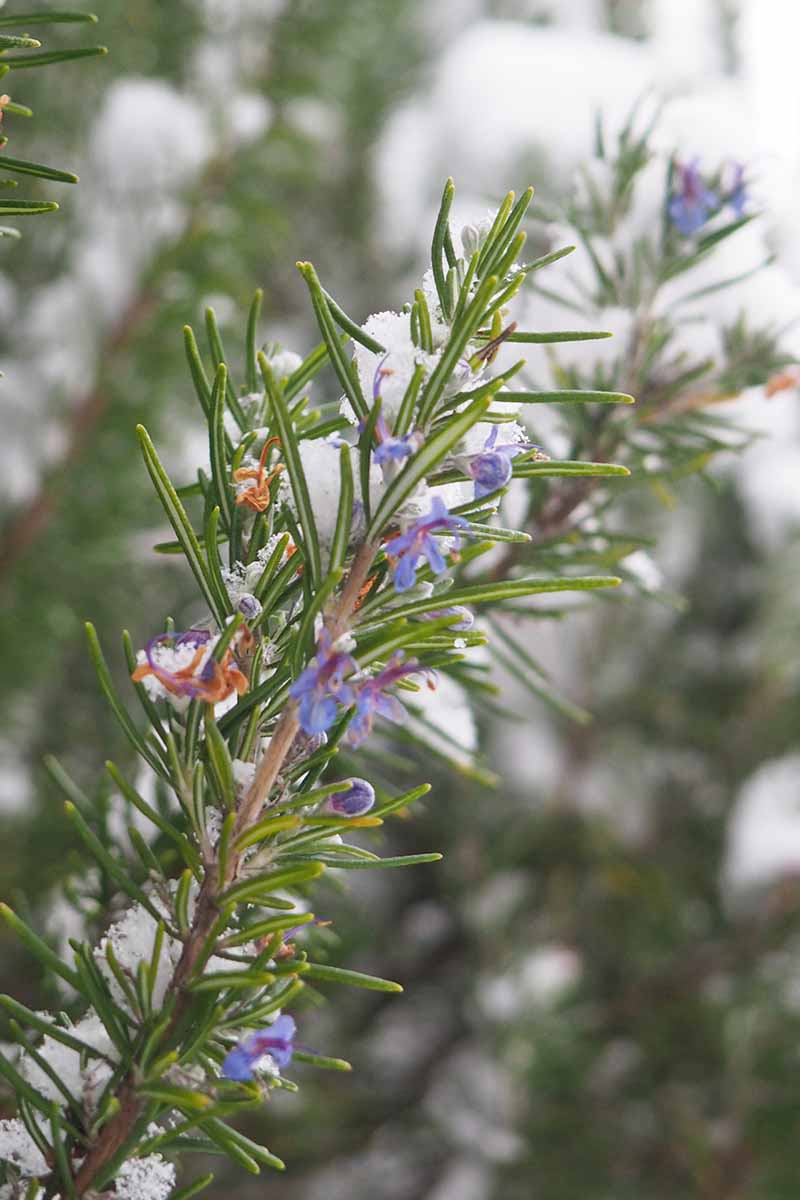تصویر عمودی نزدیک از یک شاخه رزماری با گل‌های بنفش کوچک پوشیده از گرد و غبار ملایم برف در پس‌زمینه‌ای با فوکوس ملایم.