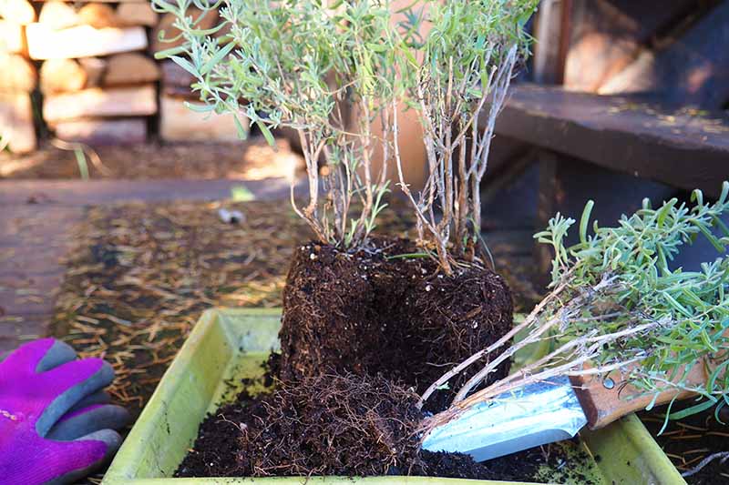 یک گیاه اسطوخودوس که از ظرف خود خارج شده است، با یک چاقوی باغبانی که به آرامی ریشه گیاهان را جدا می کند.  در سمت چپ قاب یک جفت دستکش باغبانی بنفش قرار دارد.  پس زمینه در فوکوس نرم است.
