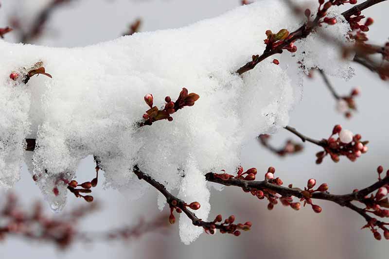 نمای نزدیک از شاخه ای از درخت Prunus armeniaca، با جوانه های قرمز کوچک، پوشیده از برف در پس زمینه ای با فوکوس نرم.