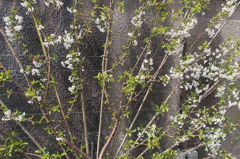 نمای نزدیک از یک بوته گیلاس «مورلو انگلیسی» که روی یک داربست در مقابل دیواری روستایی با شکوفه‌های سفید آموزش دیده است.