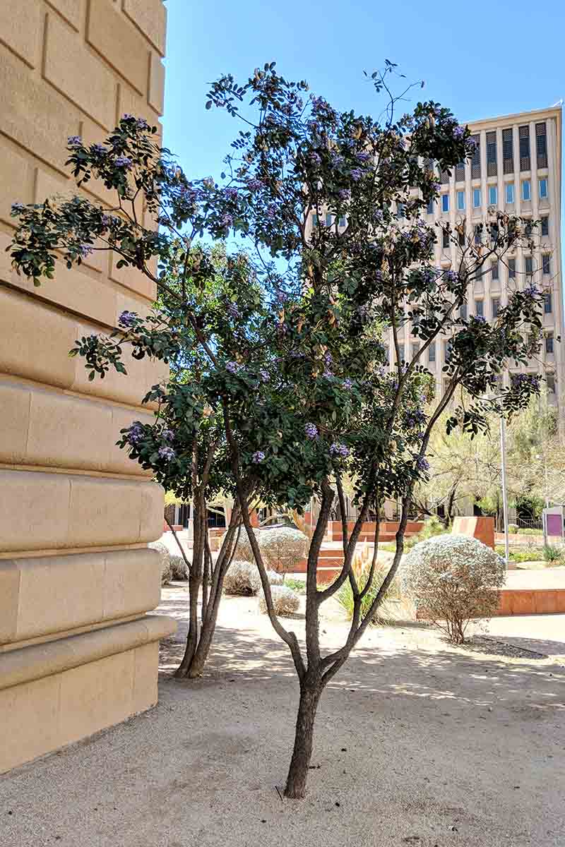 یک بوته لور کوهی تگزاس که به شکل درخت هرس شده است، در یک منطقه شهری که توسط ساختمان‌ها و سایر درختچه‌های کوچک احاطه شده در آفتاب روشن کاشته شده است.