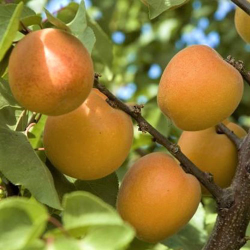 نمای نزدیک از میوه نارنجی روشن گونه "Tomcot" Prunus armeniaca.  میوه‌های گرد هنوز روی درخت هستند و در نور آفتاب با شاخ و برگ‌های برگ‌دار احاطه شده‌اند.