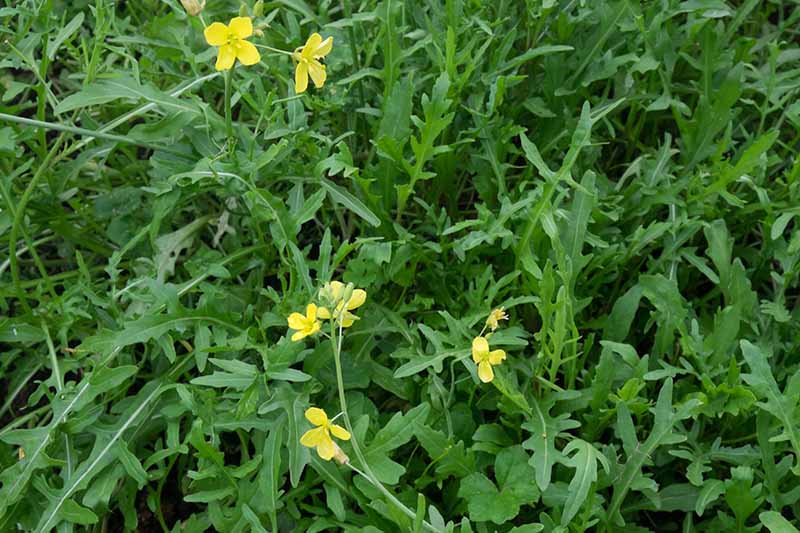 نمای نزدیک از بستری از گیاهان Eruca vesicaria که شروع به پیچیدن و تولید گل‌های زرد کوچک کرده‌اند.