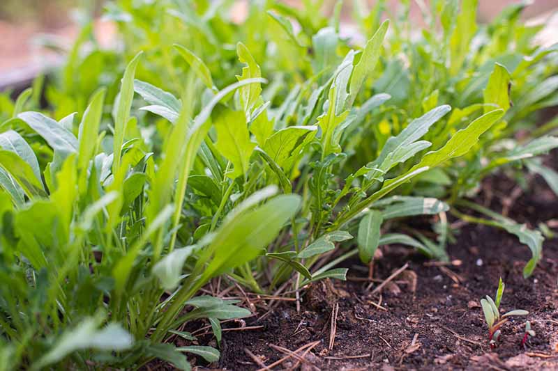نمای نزدیک از ردیفی از سبزه‌های جوان Eruca vesicaria که در باغ در زیر نور آفتاب با خاک در پیش‌زمینه رشد می‌کنند و در پس‌زمینه محو می‌شوند تا فوکوس ملایمی داشته باشند.