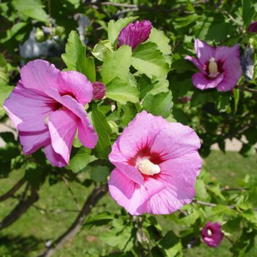نمای نزدیک از گل های گونه H. syriacus "آفرودیت" که در باغ در آفتاب روشن با گلبرگ های صورتی و چشم قرمز عمیق رشد می کند.  در پس‌زمینه، شاخ و برگ سبز روشن در حال محو شدن به سمت تمرکز ملایم است.