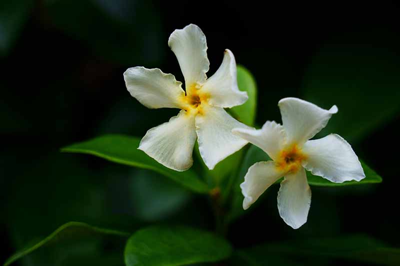 نمای نزدیک از گل‌های سفید ظریف یاس آسیایی که روی پس‌زمینه‌ای با فوکوس تیره و ملایم قرار گرفته‌اند.