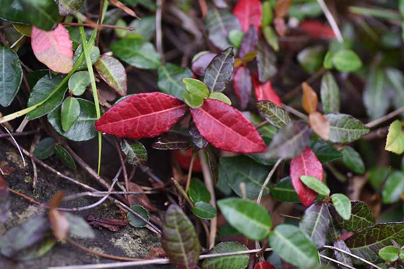 نمای نزدیک از برگ های یاس آسیایی که برگ های قرمز تیره را نشان می دهد که با طیفی از شاخ و برگ های سبز تیره تا روشن و رنگارنگ پراکنده شده است.
