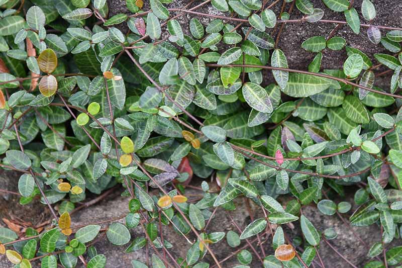 نمای نزدیک از برگ های Trachelospermum asiaticum که روی یک سطح بتنی رشد می کنند.  برخی از شاخ و برگ ها سبز و برخی متنوع است.