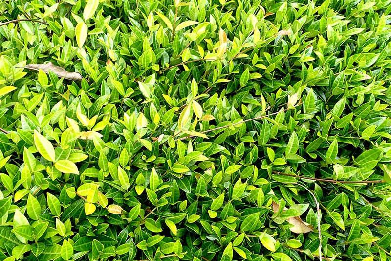 نمای نزدیک از برگ های متراکم Trachelospermum asiaticum که به عنوان پوشش زمین رشد می کند، با چند برگ قهوه ای که از درختی پراکنده در بالای آن افتاده است.