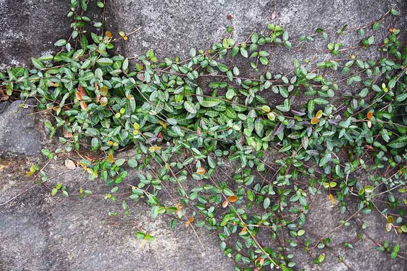 یاس آسیایی که به عنوان یک پوشش زمین روی یک سطح سنگفرش شده رشد می کند که برگ های سبز تیره و رنگارنگ را در آفتاب روشن نشان می دهد.