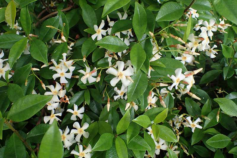 نمای نزدیک از گل‌های سفید کوچک یاس آسیایی که در میان شاخ و برگ‌های سبز تیره و ضخیم رشد می‌کنند و در پس‌زمینه به فوکوس ملایمی محو می‌شوند.