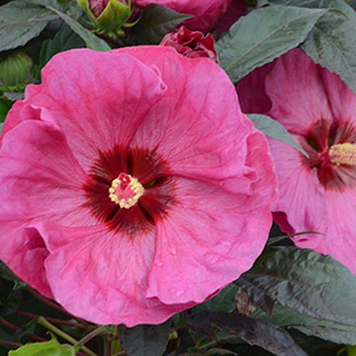 نمای نزدیک از گل گیاه هیبیسکوس "Berry Awesome"، با گلبرگ های صورتی رنگ و کمی ژولیده با چشم مرکزی قرمز، که توسط شاخ و برگ سبز تیره احاطه شده است.