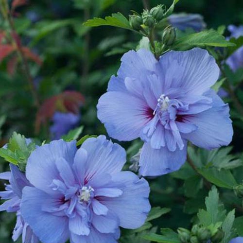 نمای نزدیک از گل های گونه H. syriacus 'Blue Chiffon'، با گلبرگ های دوتایی منحصر به فرد به رنگ آبی روشن با چشم مرکزی قرمز.  پس‌زمینه، شاخ و برگ‌هایی است که به سمت فوکوس ملایم محو می‌شوند.