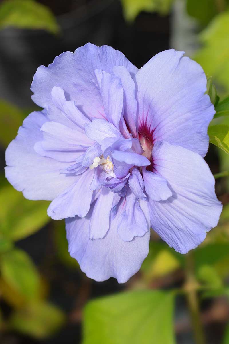 یک تصویر عمودی نزدیک از یک گل دوگلبرگ آبی روشن از گونه H. syriacus «شیفون آبی» که در باغ روی یک پس‌زمینه فوکوس ملایم رشد می‌کند.