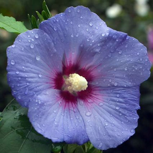 نمای نزدیک از گل گونه H. syriacus 'Blue Satin'، با گلبرگ‌های آبی و چشم مرکزی قرمز روشن با لبه‌های صورتی، روی پس‌زمینه کانونی ملایم تیره.