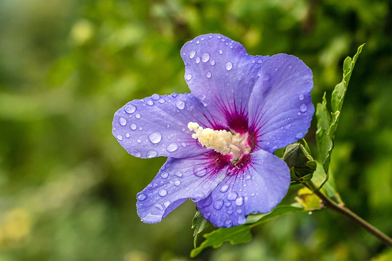 نمای نزدیک از یک گل بنفش روشن با چشم قرمز تیره و ستون استینال زرد روشن، پوشیده از قطرات آب در پس‌زمینه‌ای با فوکوس نرم سبز.  شکوفه از گونه H. syriacus 'Blue Satin' است.