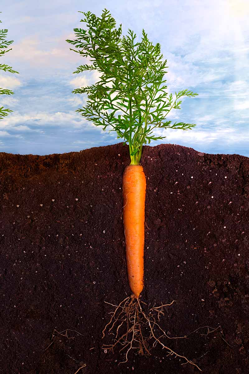 تصویری عمودی که مقطعی از خاک را با هویج در حال رشد در آن نشان می دهد.  ریشه نارنجی تیره مستقیم است و دارای ریشه های کوچکی است که از پایین رشد می کند و رویه های سبز برگدار بالای خط خاک، با پس زمینه آسمان آبی است.