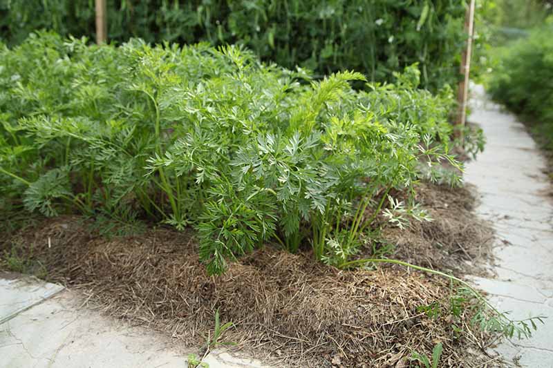 محصول هویج کاشته شده در باغ که با مالچ کاه احاطه شده در کنار مسیری سنگفرش شده با بوته های لوبیا در فوکوس نرم در پس زمینه.
