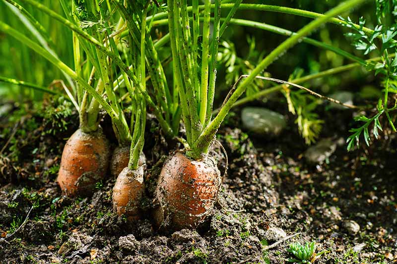 نمای نزدیک از محصولات هویج در باغ آماده برای برداشت.  نوک ریشه ها از میان خاک بیرون زده اند، در زیر نور آفتاب فیلتر شده که در پس زمینه به سمت تمرکز ملایم محو می شود.