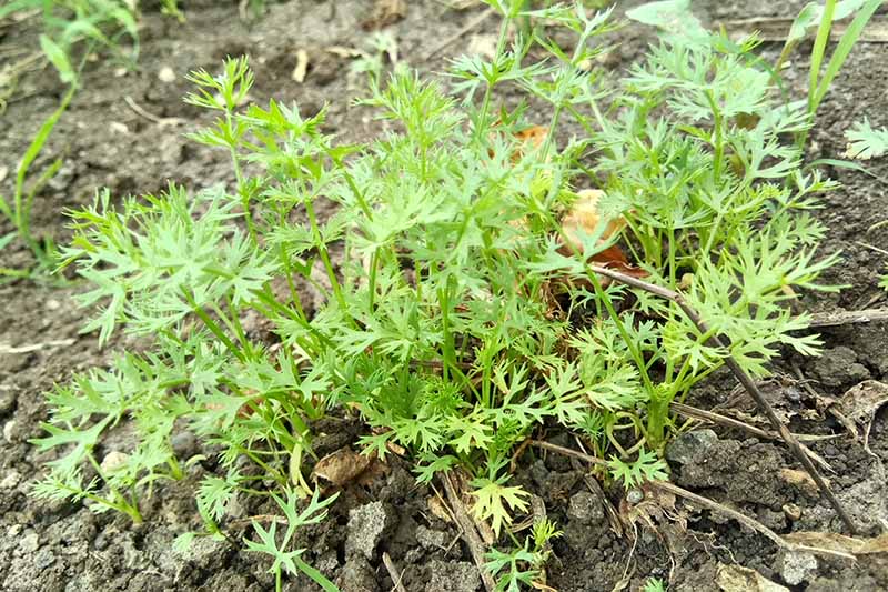 گیاه کوچک زیره سبز که در باغ رشد می کند با ساقه های ظریف و برگ های پرزدار، که توسط خاک خشک و ترک خورده احاطه شده است.