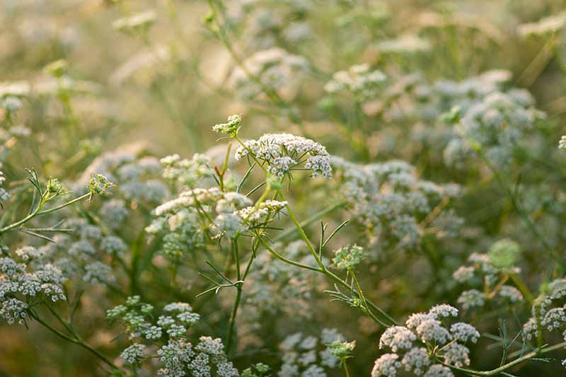 نمای نزدیک از گیاه زیره سبز با گل‌های سفید ریز که روی ساقه‌های سبز ظریف در باغ روی یک پس‌زمینه فوکوس نرم رشد می‌کنند.
