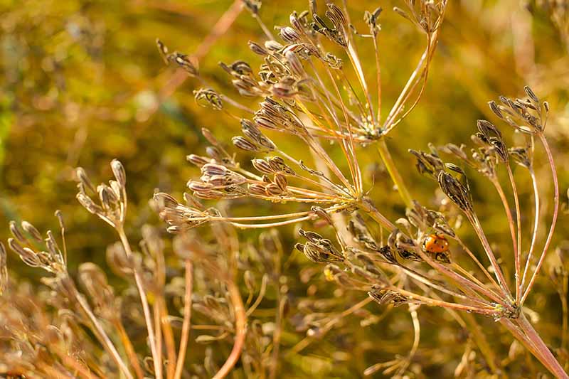 نمای نزدیک از ساقه‌های گل خشک شده Cuminum cyminum با دانه‌های آماده برای برداشت در آفتاب ملایم در پس‌زمینه فوکوس ملایم.