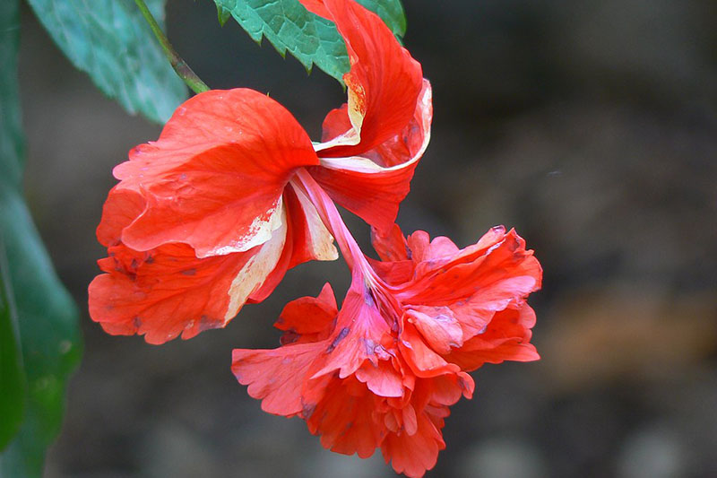 نمای نزدیک از هیبرید «El Capitolio» از H. rosa-sinensis که در باغ روی یک پس‌زمینه فوکوس نرم رشد می‌کند.