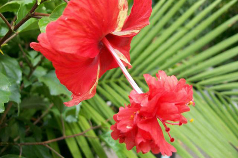 نمای نزدیک از گل قرمز روشن گونه «El Capitolio» H. rosa-sinensis، با یک گل دوتایی منحصربه‌فرد در انتهای ستون استمینال، با ساقه نخل با فوکوس ملایم در پس‌زمینه.