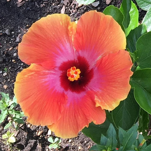 نمای نزدیک از گل «فیستا»، هیبریدی از H. rosa-sinensis با گلبرگ‌های نارنجی روشن و چشم‌های قرمز و صورتی تیره، که توسط شاخ و برگ در آفتاب روشن در پس‌زمینه‌ای با فوکوس ملایم احاطه شده است.